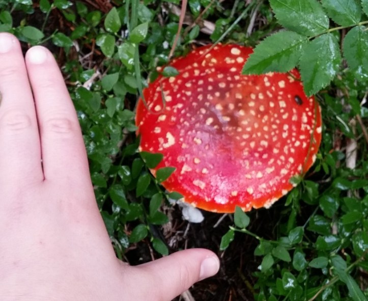 my amanita.jpg