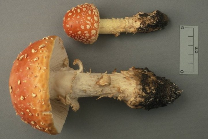 mycoportal amanita.jpg