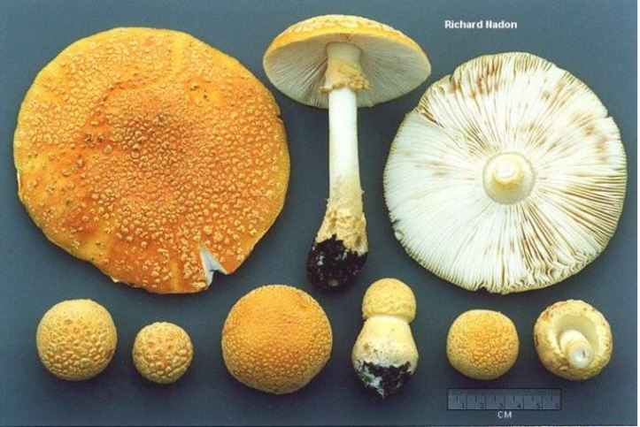 yellow amanita.jpg