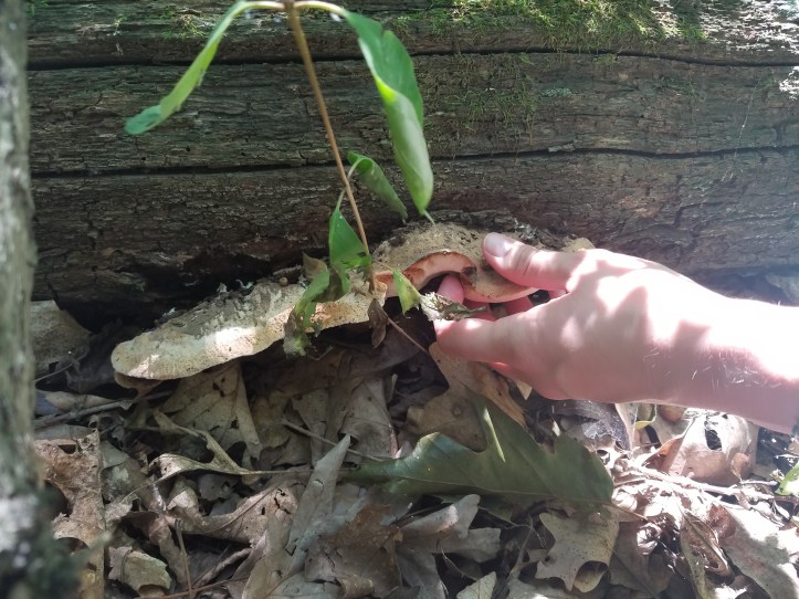 artist polypore (4).jpg