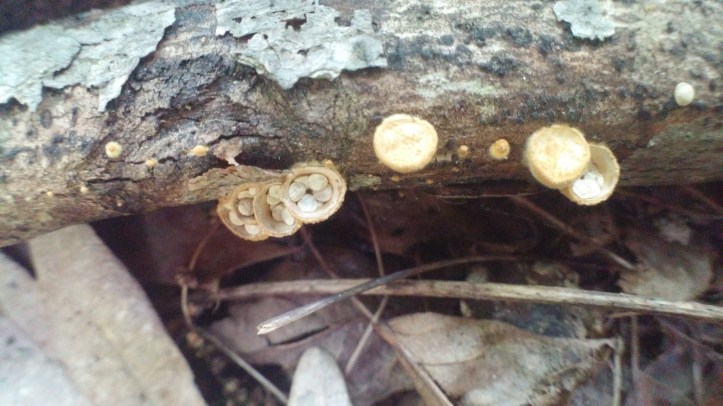 bird's egg fungi! (8).jpg