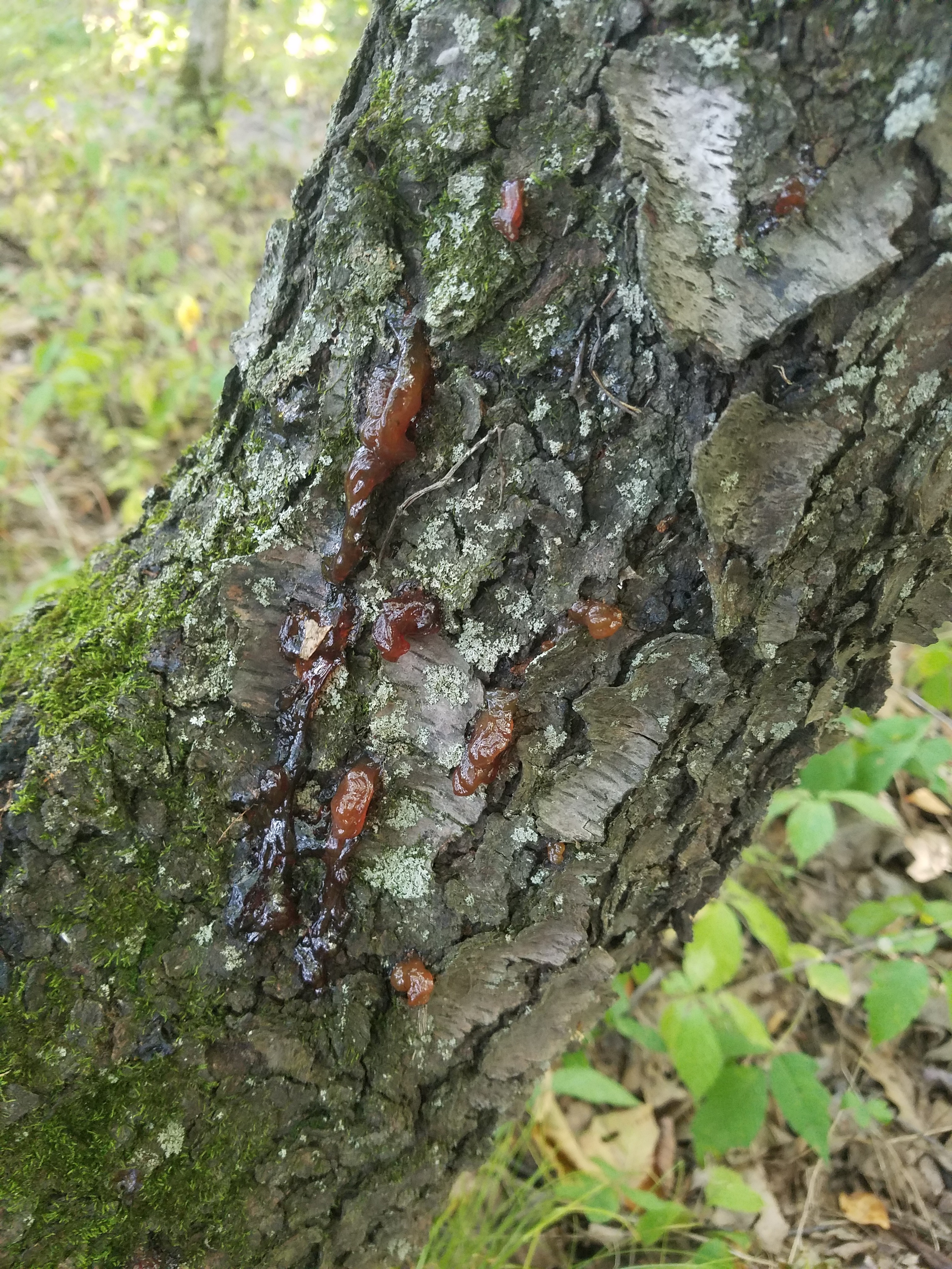 jelly fungus (13).jpg