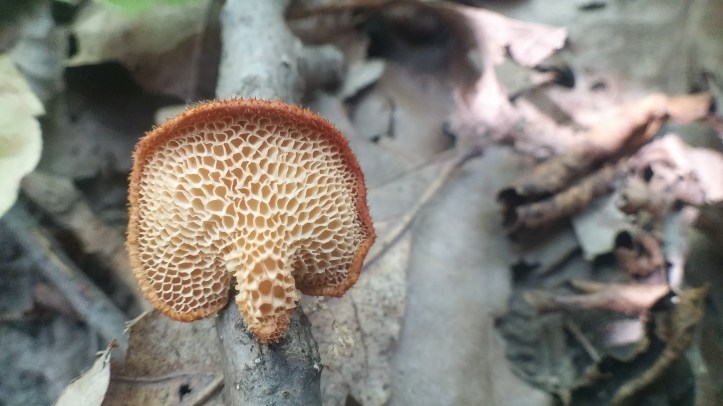 little branch polypore (4).jpg