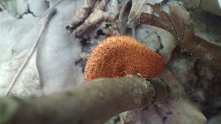 little branch polypore (7).jpg