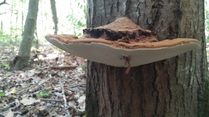 Sara's massive artist conk (1).jpg