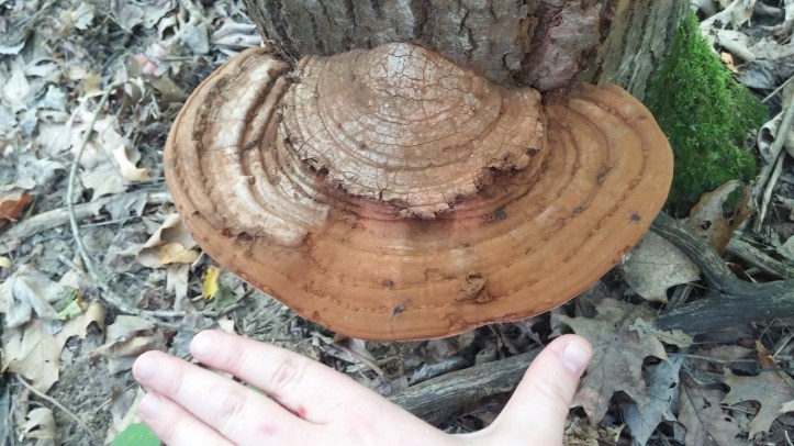 Sara's massive artist conk (2).jpg