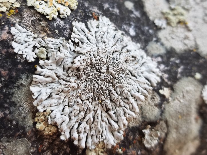 20180709_173916_001 - Copy.jpg