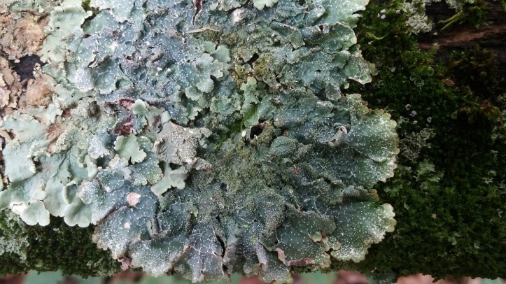 lichen with reproductive structures.jpg