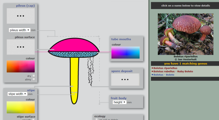 playing around - boletus.PNG