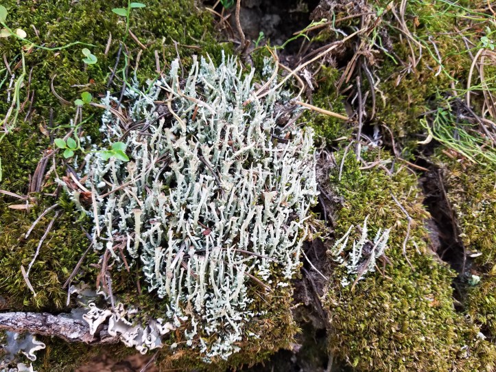 trumpet lichen castles (5).jpg
