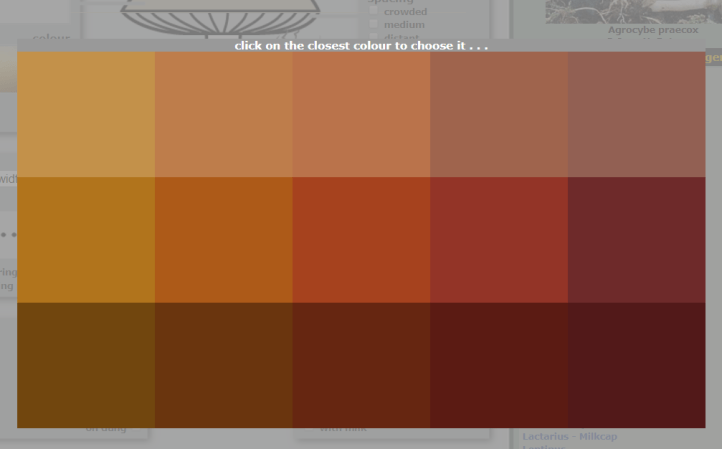 vivid brown.png